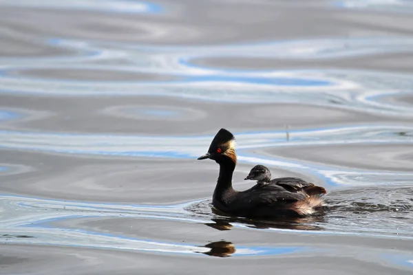 A tiny eared grebe swimming in the water — Stock Photo, Image