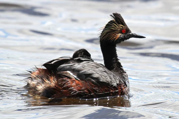 Closeup view of an eared grebe with a chick on its back — Stock Photo, Image