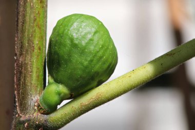 Dallar arasında minik bir incir meyvesinin makrosu