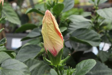 Bir Hibiscus tomurcuğu açılmak üzere