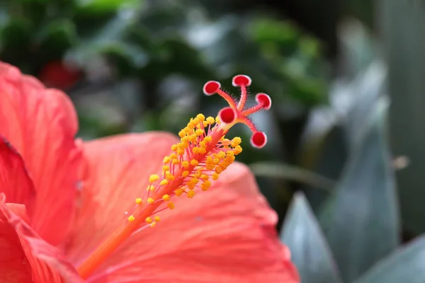 Macro do estigma e do estame numa flor de Hibisco — Fotografia de Stock