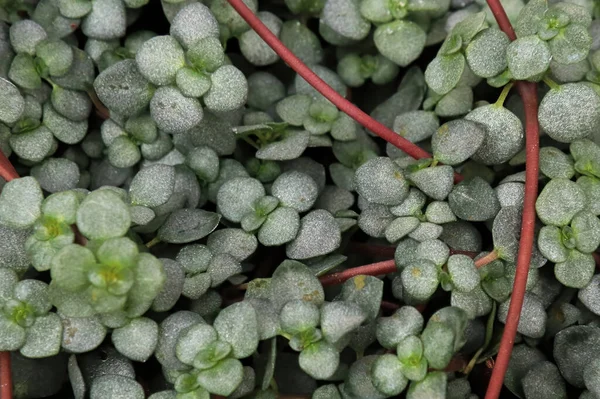Macro of the leaves and stems on a Baby Tears plant — Fotografia de Stock