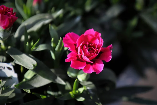 Närbild av röda kronblad på en nejlika blomma — Stockfoto