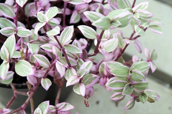 Macro das folhas em uma planta Callisia Fotos De Bancos De Imagens Sem Royalties