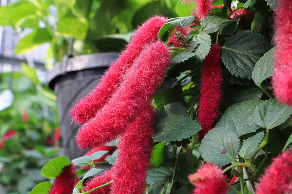 Mechones esponjosos rojos en una planta de Chenille Fotos De Stock