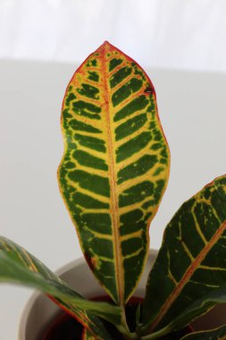 The leaf tip on a Croton plant with multiple colors