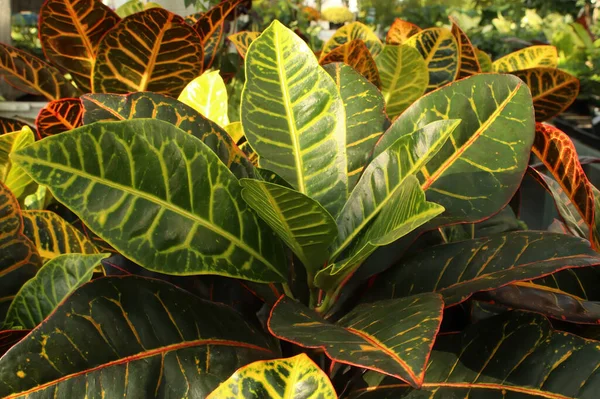 Bright yellow and green leaves on a Croton plant — стокове фото
