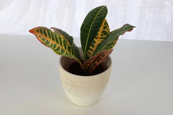 A Croton plant in a white pot on a white table — ストック写真