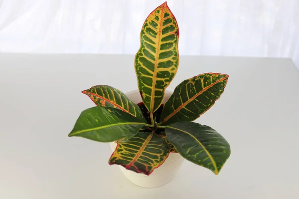 View of Croton leaves in a white background — 图库照片