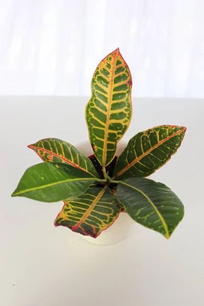 View of Croton leaves in a white background — стоковое фото