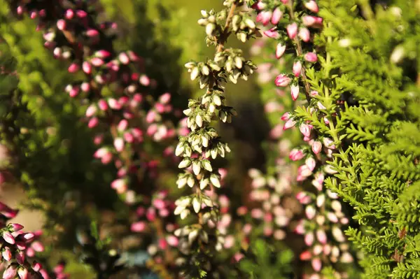 Delicate pink and white flower buds on a Heather plant — Fotografia de Stock