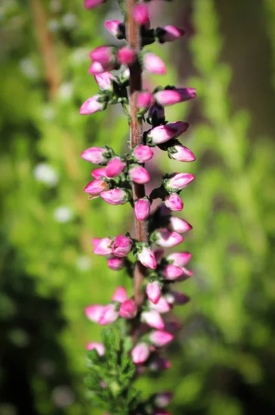 Macro of delicate flowers on a Heather plant — Stockfoto
