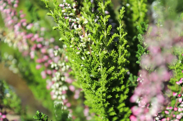 Delicate pink and white flower buds on a Heather plant — Photo