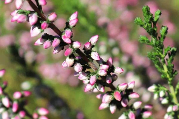 Macro of delicate flowers on a Heather plant — Photo