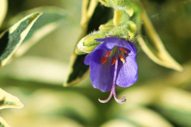 Macro of the stamen and stigma on a Jacobs Ladder plant