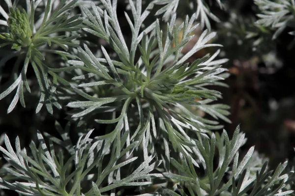 Closeup of the feathery leaves on a Silver Mound plant — Foto de Stock