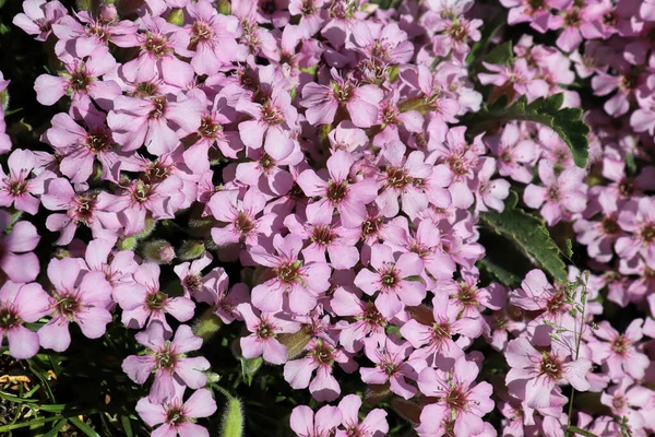 Closeup of delicate pink flowers on a Soapwort — стоковое фото