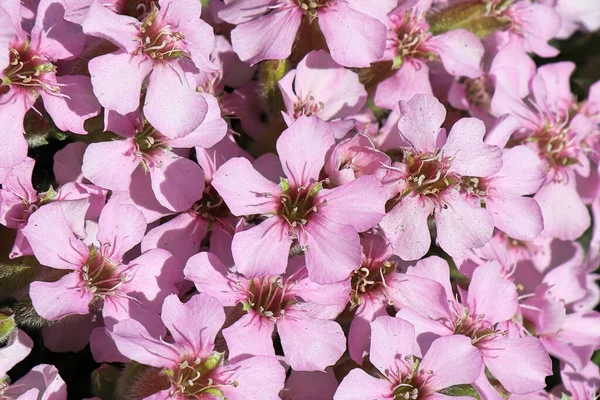 Closeup of a cluster of pink flowers on a Soapwort plant — стоковое фото