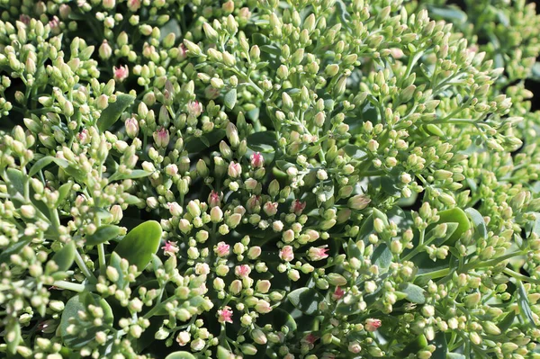 Green flower buds on a Stonecrop plant — Fotografia de Stock