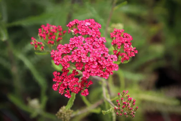 Closeup of Yarrow plant blooming in the garden — стоковое фото