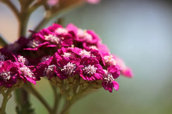 Macro side view of flowers on a Yarrow plant — стоковое фото