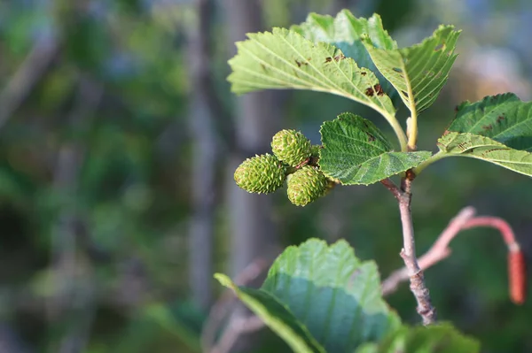 Seed pods forming on an Alder shrub — Stock Fotó