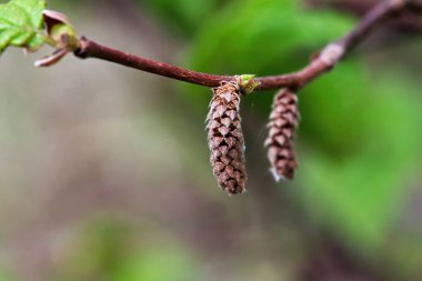 Spring catkins found on a wild Hazelnut shrub