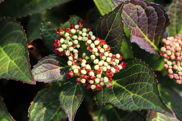 Pink and green flower buds on a Hydrangea plant — 스톡 사진