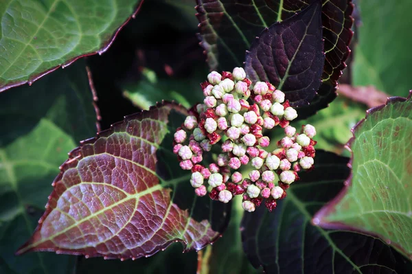 Pink and green flower buds on a Hydrangea plant — стоковое фото