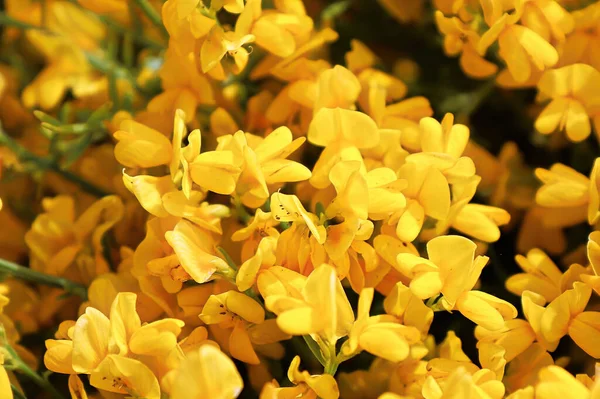 Closeup of golden flowers on a Lydia shrub — Stok fotoğraf