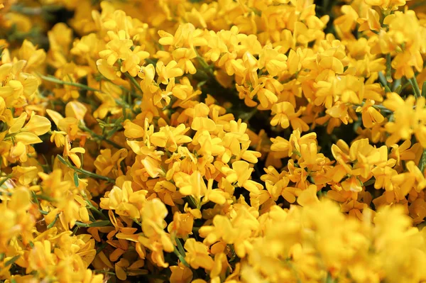 Closeup of golden flowers on a Lydia shrub Rechtenvrije Stockafbeeldingen