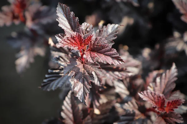 Purple read leaves on a Summer Wine Ninebark shrub — стоковое фото