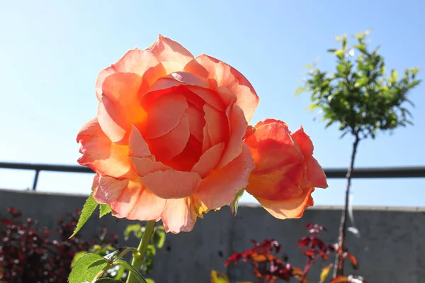 Closeup of peach rose bushes in the summer — 스톡 사진