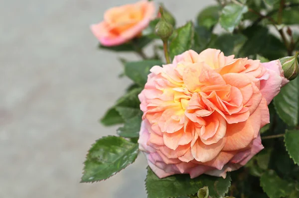 Closeup of peach colored rose flowers on a plant — Stock Photo, Image