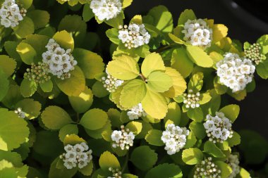 White clusters of flowers on a Birch Leaf Spirea