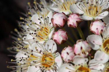 Macro of a pinks and white cluster of Spiera flowers