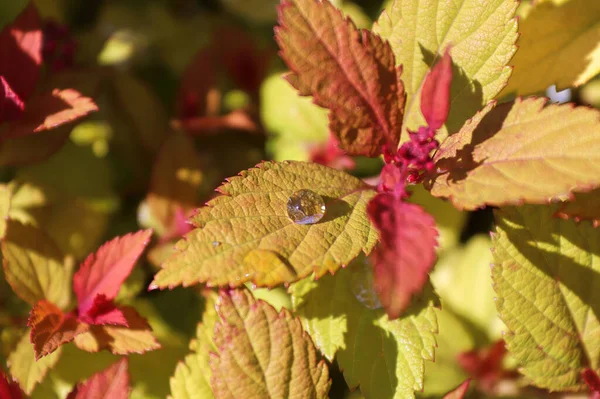 Golden leaves and flower buds on a Spirea Shrub — стоковое фото