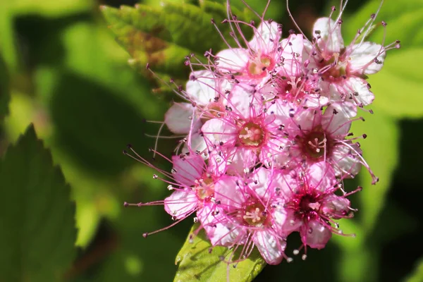 Delicate pink flowers blooming on a Little Princess Spirea — Stockfoto