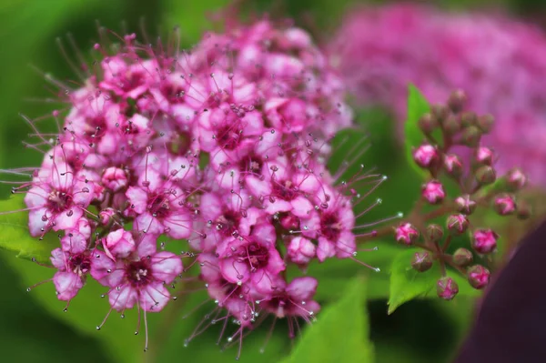 Delicate pink flowers blooming on a Little Princess Spirea — Foto Stock