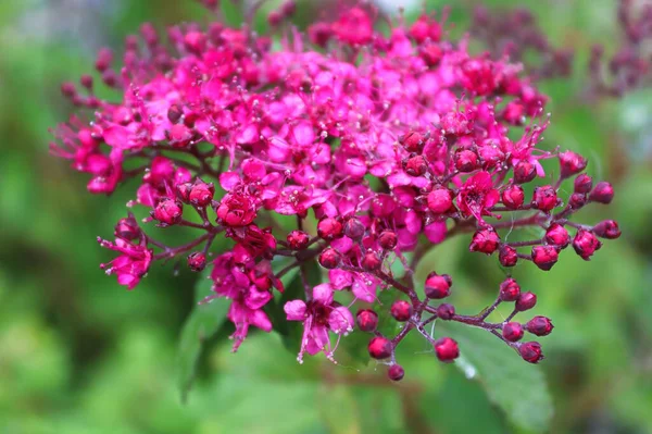 Delicate pink flowers blooming on a Little Princess Spirea — стоковое фото