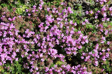 Delicate tiny flowers on a Creeping Thyme plant