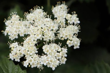 Sonbahar Jazz Viburum 'unda beyaz çiçek kümeleri