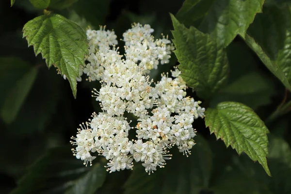 stock image White clusters of flowers on an Autumn Jazz Viburnum