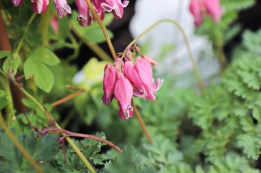 Hassas pembe ve beyaz çiçekler kanayan bir kalp bitkisinin üzerinde.