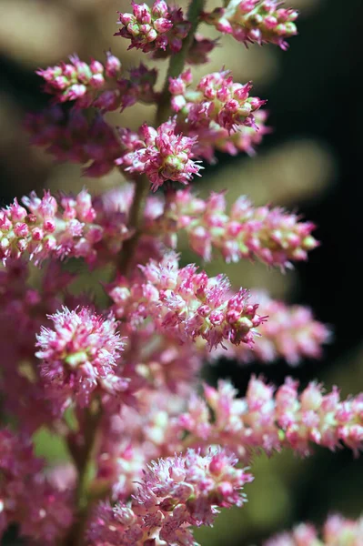 Макро-вид розовых и белых астильбе цветов — стоковое фото