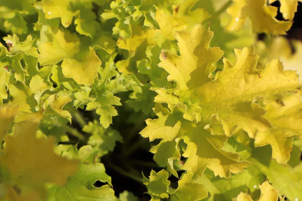 Sarı yapraklar baharda bir mercan çiçeğinin üzerinde.