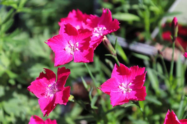 Close-up van de roze bloemen op een dianthus plant — Stockfoto