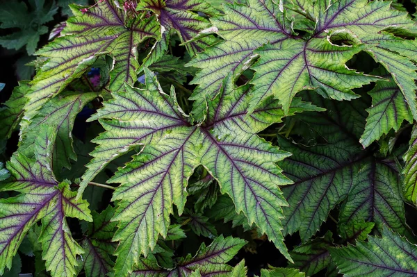 드로 모트 식물에 있는 초록색 과 보라색 잎을 클로즈업하는 모습 — 스톡 사진