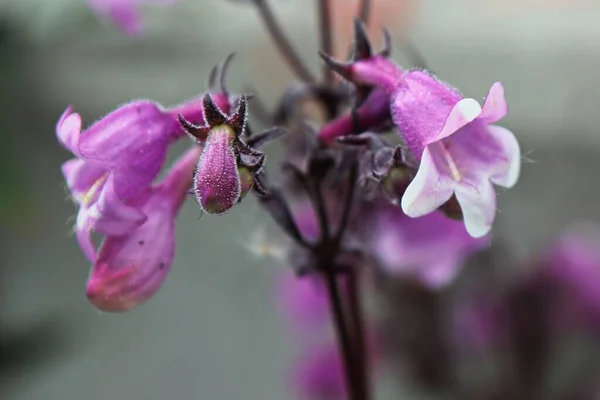 Vista de close-up de rosa trompete beardtongue flores Imagens De Bancos De Imagens