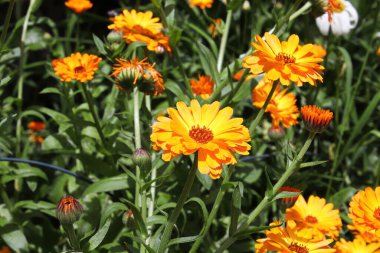 Bahçede yetişen turuncu İngiliz kadife çiçeklerinin yakın çekimi..